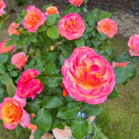 ホームステイ Casa Rehman ラッツェンブルク