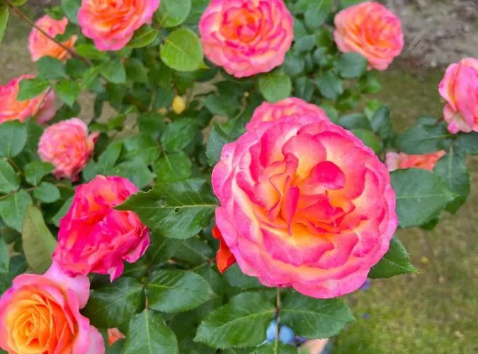 Accommodatie bij particulieren Casa Rehman Ratzeburg